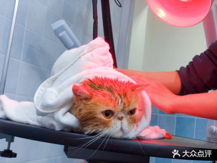 pony pet shop 小马儿宠物精油按摩 红外线加热图片 - 第596张