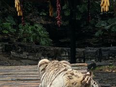 -广州长隆野生动物世界