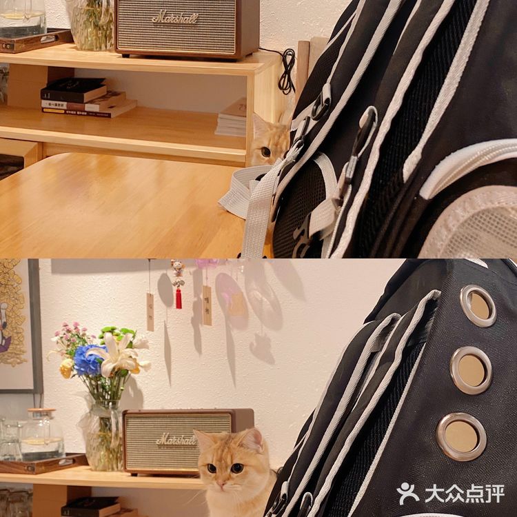 天津🐈探店｜是香软软的小猫咪呀🦷  