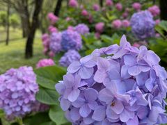 -上海共青森林公园