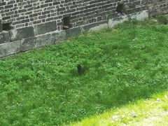 -斯福尔扎古堡