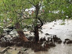 -宝安西湾红树林湿地公园