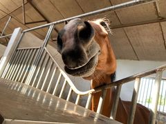 -月河湾马术俱乐部(朝阳店)