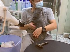-momokira米努特·德文卷毛猫·棉花面纱犬