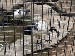 -深圳野生动物园