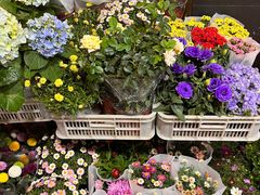 -溪岸路花鸟市场