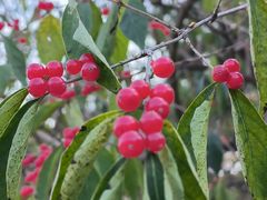 -北京西山国家森林公园