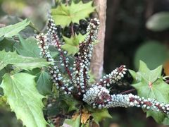 -华南国家植物园-售票处