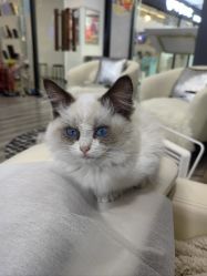 -WH日式美甲沙龙