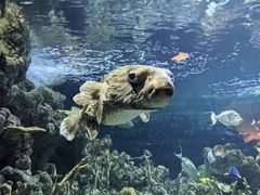 -西雅图水族馆