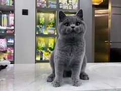 -猫大福·Fortune Cat猫舍(百子湾店)
