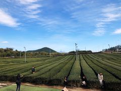 -雪绿茶博物馆