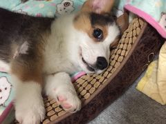 -联合动物医院(光谷诊疗中心)