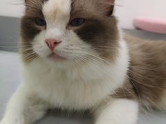 -糯米喵星人·撸猫猫舍咖啡馆(西市场嘉华店)