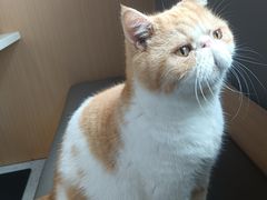 -喵园·猫主题咖啡厅·撸猫·猫咖(国贸店)