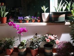 -双季花艺园艺市场(浦东店)