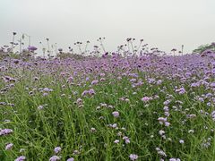 -深圳湾公园(南山区)