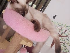 -三花喵·撸猫购宠·宠物生活馆(虹桥南丰城店)
