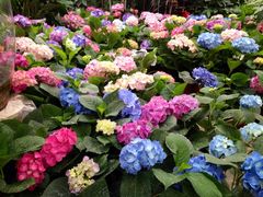 iphone_upload_pic-秦美花卉(天朗·莱茵小城2期店)