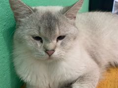 -猫色咖啡·猫咖