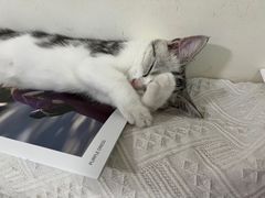 -创凡宠物医院·骨专科  猫科中心(西乡分院)