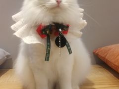 -啵啵喵·猫咖(攀华国际店)