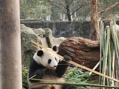 景点-都江堰中华大熊猫苑