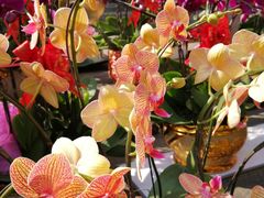 -广州基督教救主堂