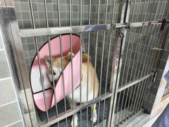 -谐和贝康宠物医院24小时·宠保定点(急重症转诊中心)