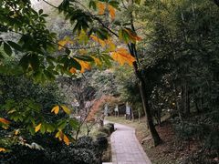 -上海佘山国家森林公园天马山园