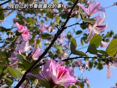 -火炉山森林公园