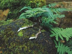 -深圳仙湖植物园