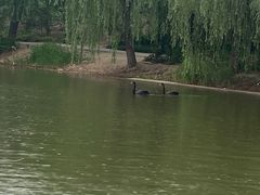 -白洋淀景区