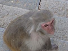 -黔灵山公园
