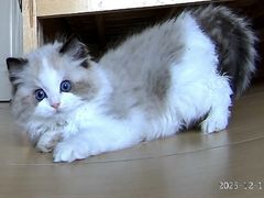 -欣宠猫屋·矮脚拿破仑·蓝金金渐层