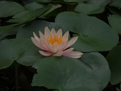 -广西壮族自治区药用植物园