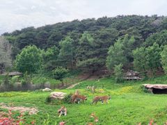 -沈阳森林动物园