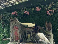 -野象谷景区