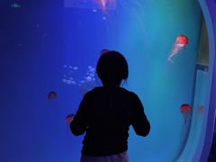 -芜湖新华联大白鲸海洋公园