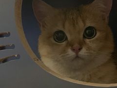-lincat·猫舍(广州店)