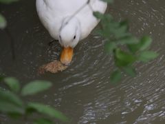 -合肥滨湖国家森林公园