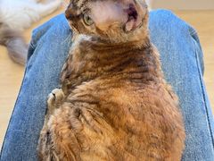 -有喵·猫咖·狗咖·40+猫狗有小奶狗(岗厦店)