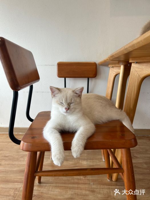 猫小主咖啡·猫咖cat cafe(福田店)图片
