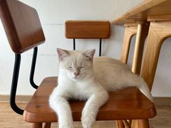 -猫小主咖啡·猫咖cat cafe(福田店)