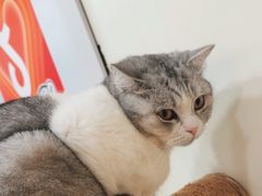 -共舞时光猫咖·狗咖(新街口店)