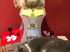 -猫色咖啡·猫咖