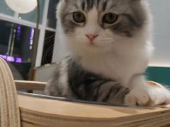-飞行喵MR PILOT|猫舍·猫咖(静安大融城店)