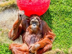 -西霞口神雕山野生动物世界