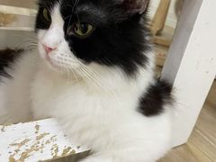 -李小姐の猫咖啡馆(五角场店)