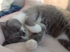 -东方名猫馆·英短金渐层布偶猫舍(环线广场1号楼店)